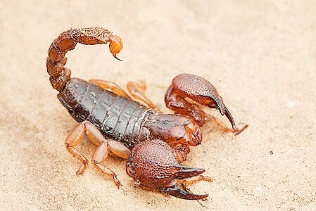 Largeclawed scorpion.jpg