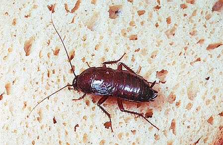 Oriental cockroach.jpg