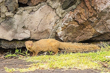 Small Indian mongoose.jpg