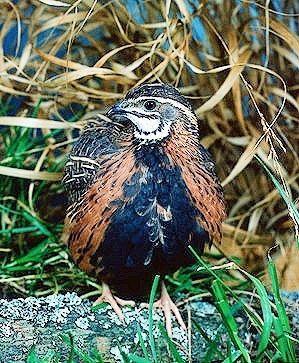 Harlequin quail.jpg