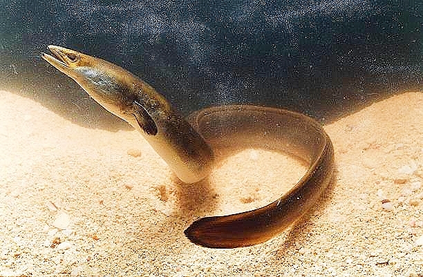 European eel.jpg