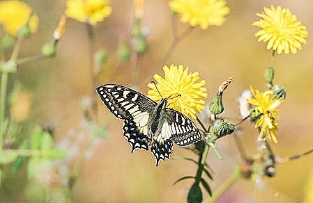Corsican swallowtail.jpg