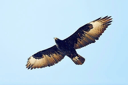 Verreaux's eagle.jpg