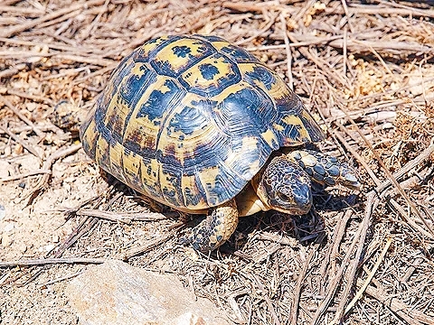 Mediterranean spur-thighed tortoise.jpg