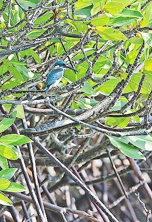 Cerulean kingfisher.jpg