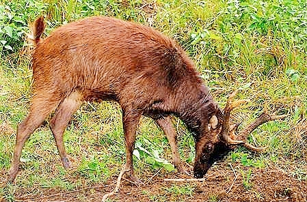 Philippine brown deer.jpg