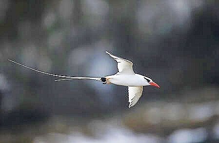 Red-billed tropicbird.jpg