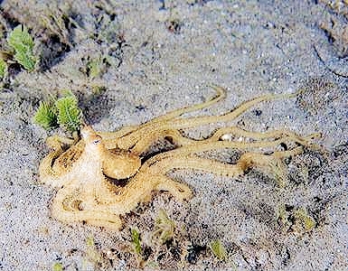 Atlantic longarm octopus.jpg