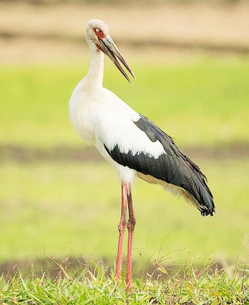 Maguari stork.jpg