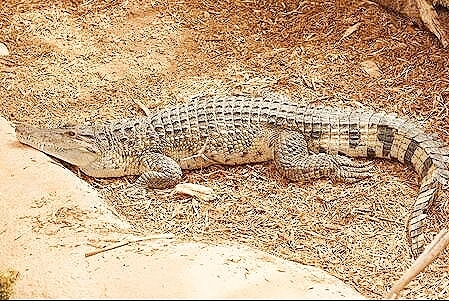 Philippine crocodile.jpg
