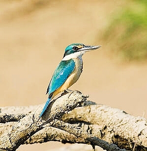 Sacred kingfisher.jpg