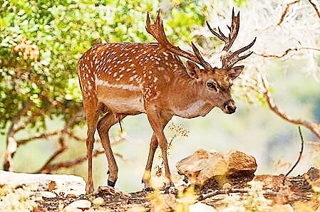 Persian fallow deer.jpg
