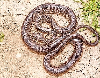 Horseshoe whip snake.jpg