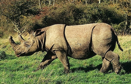 Sumatran rhinoceros.jpg
