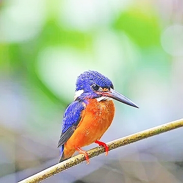 Blue-eared kingfisher.jpg