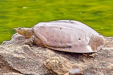 Spiny softshell turtle.jpg