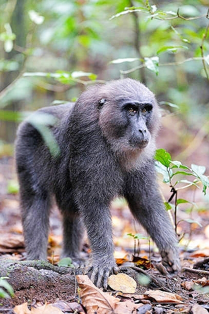 Moor macaque.jpg