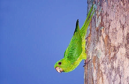 Green parakeet.jpg