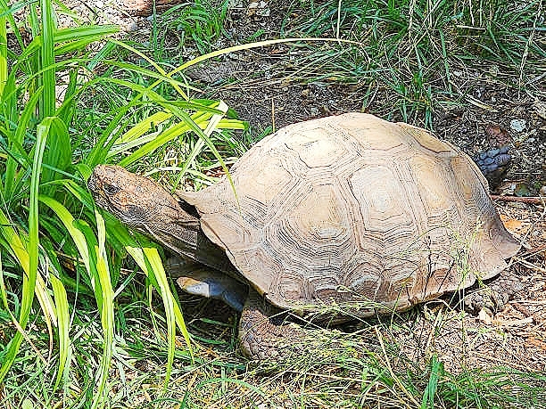 Asian brown tortoise.jpg