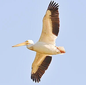 American white pelican.jpg
