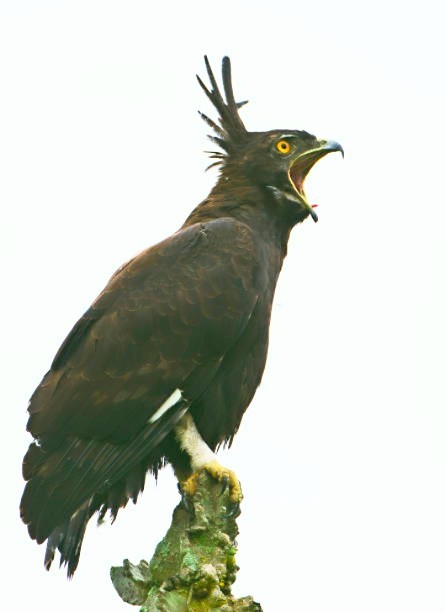 Long-crested eagle.jpg
