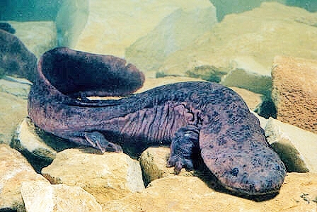 Chinese giant salamander.jpg