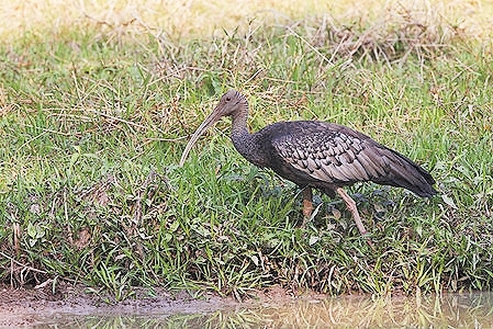 Giant ibis.jpg