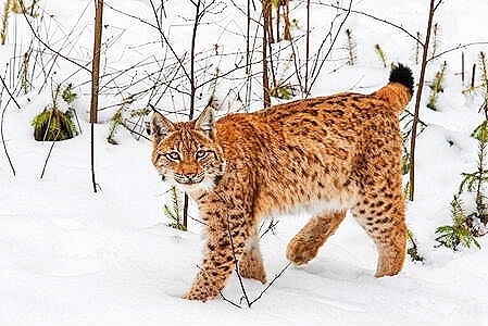 Eurasian lynx.jpg