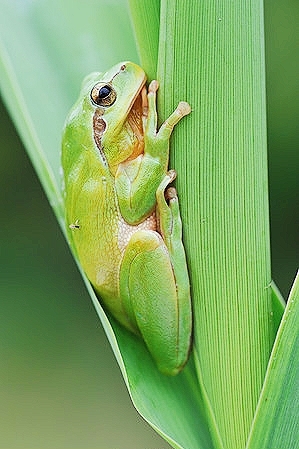 Stripeless tree frog.jpg