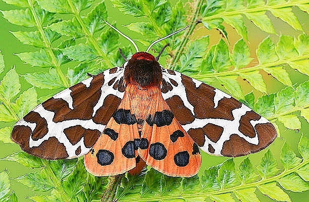 Garden tiger moth.jpg