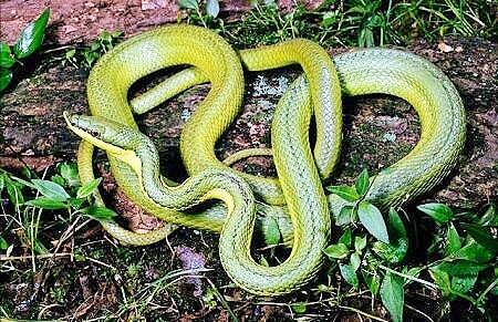 Green vine snake.jpg