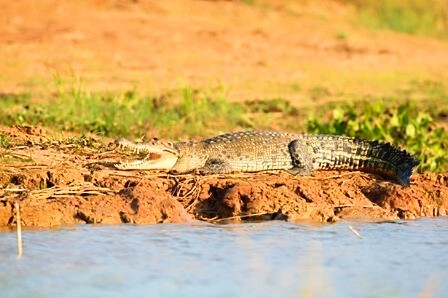 Siamese crocodile.jpg