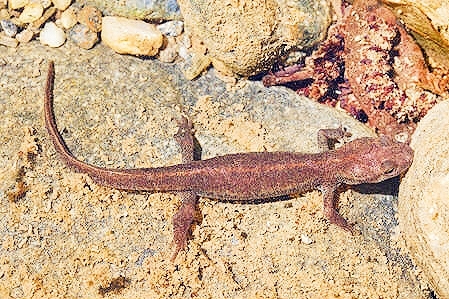Corsican brook salamander.jpg