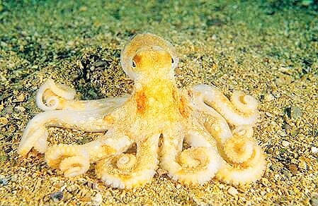 Marbled octopus.jpg