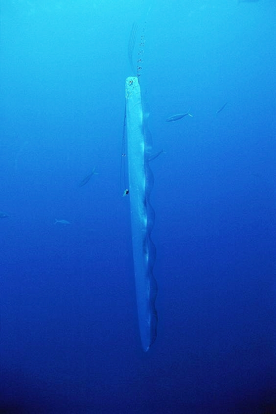 Giant oarfish.jpg