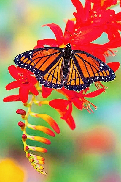 Viceroy butterfly.jpg