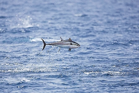 Longtail tuna.jpg