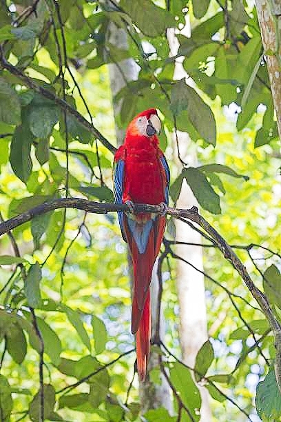 Scarlet macaw.jpg