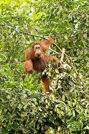 Bornean orangutan.jpg