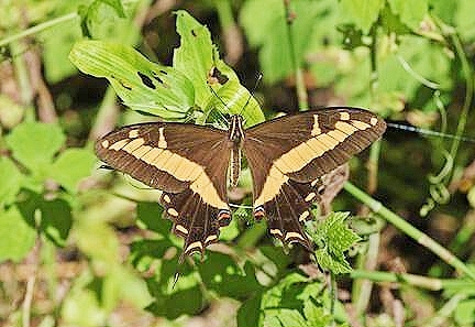 Bahaman swallowtail.jpg