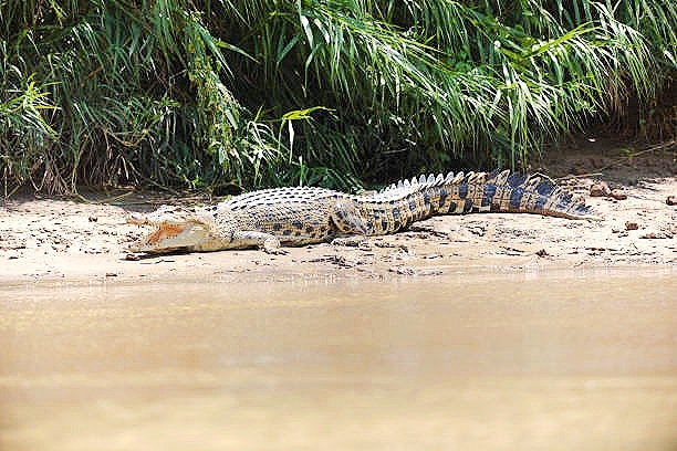 Estuarine crocodile.jpg