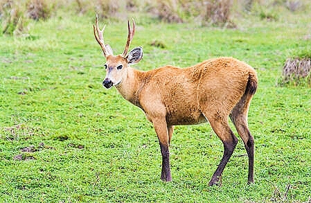 Marsh deer.jpg