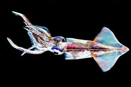 Common clubhook squid.jpg