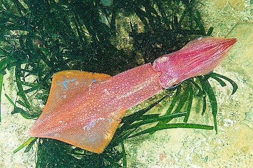 Cape Hope squid.jpg