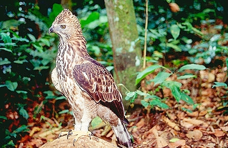 Philippine hawk-eagle.jpg