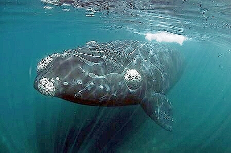 North Pacific right whale.jpg