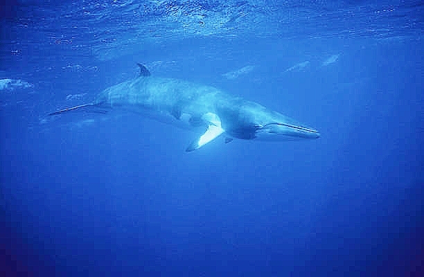 Northern minke whale.jpg