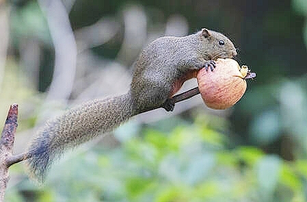 Pallas' squirrel.jpg