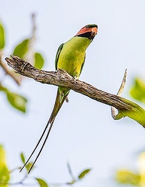 Long-tailed parakeet.jpg