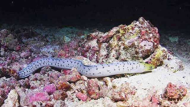 Fimbriated moray eel.jpg